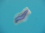 Polyclad Flatworm at Yacht Haven Marina.JPG (25 KB)